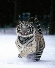 pic for WHITE TIGER